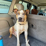 Bully is registered to the contest to win money with this photo: dog, blue_eyes, car_interior, sitting, pet, animal, canine, collar, light, window, seat, floor, water_bottle, indoor, vehicle, curious, looking_at_camera, ears, fur, resting