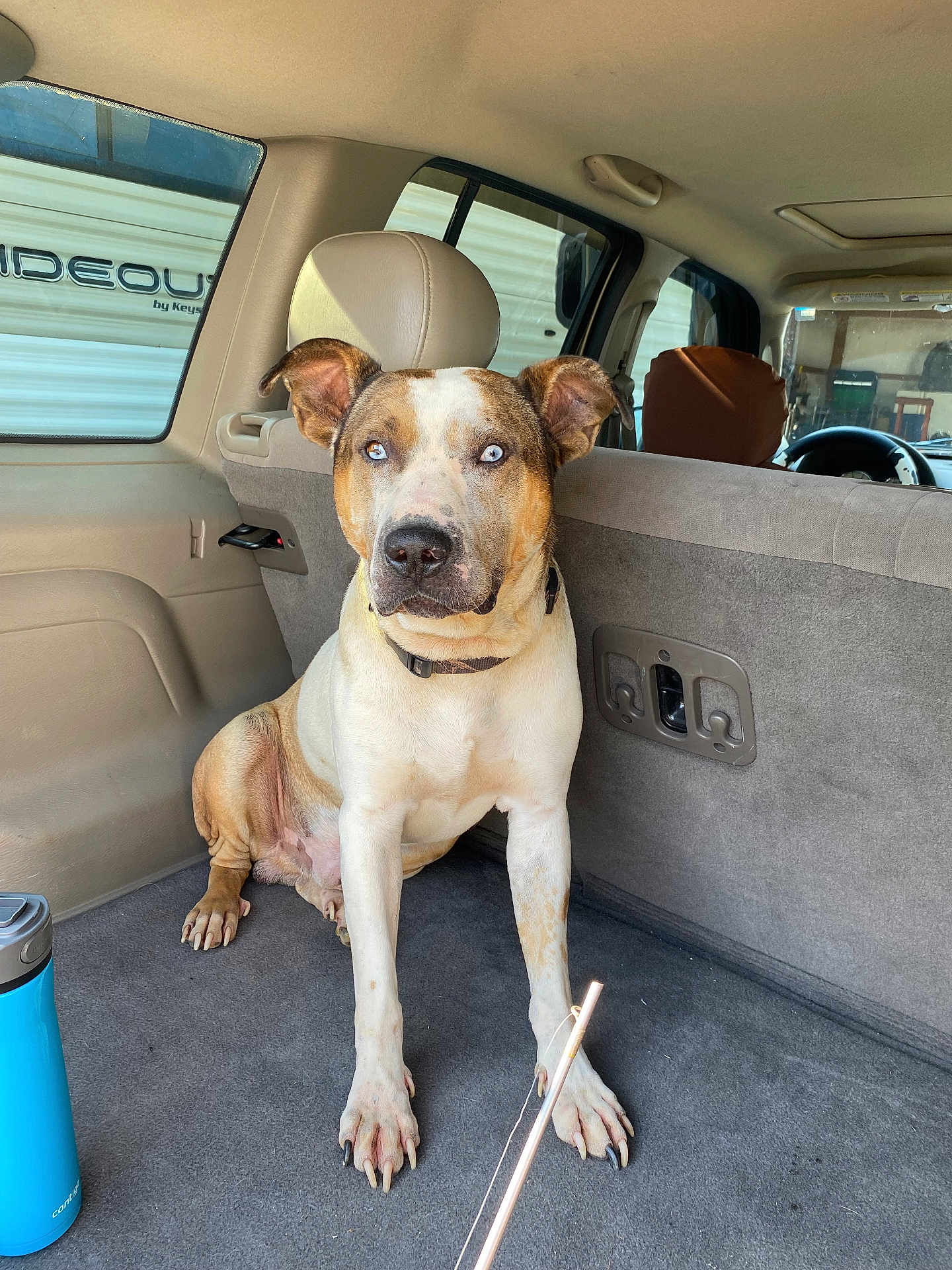 Bully is registered to the contest to win money with this photo: dog, blue_eyes, car_interior, sitting, pet, animal, canine, collar, light, window, seat, floor, water_bottle, indoor, vehicle, curious, looking_at_camera, ears, fur, resting