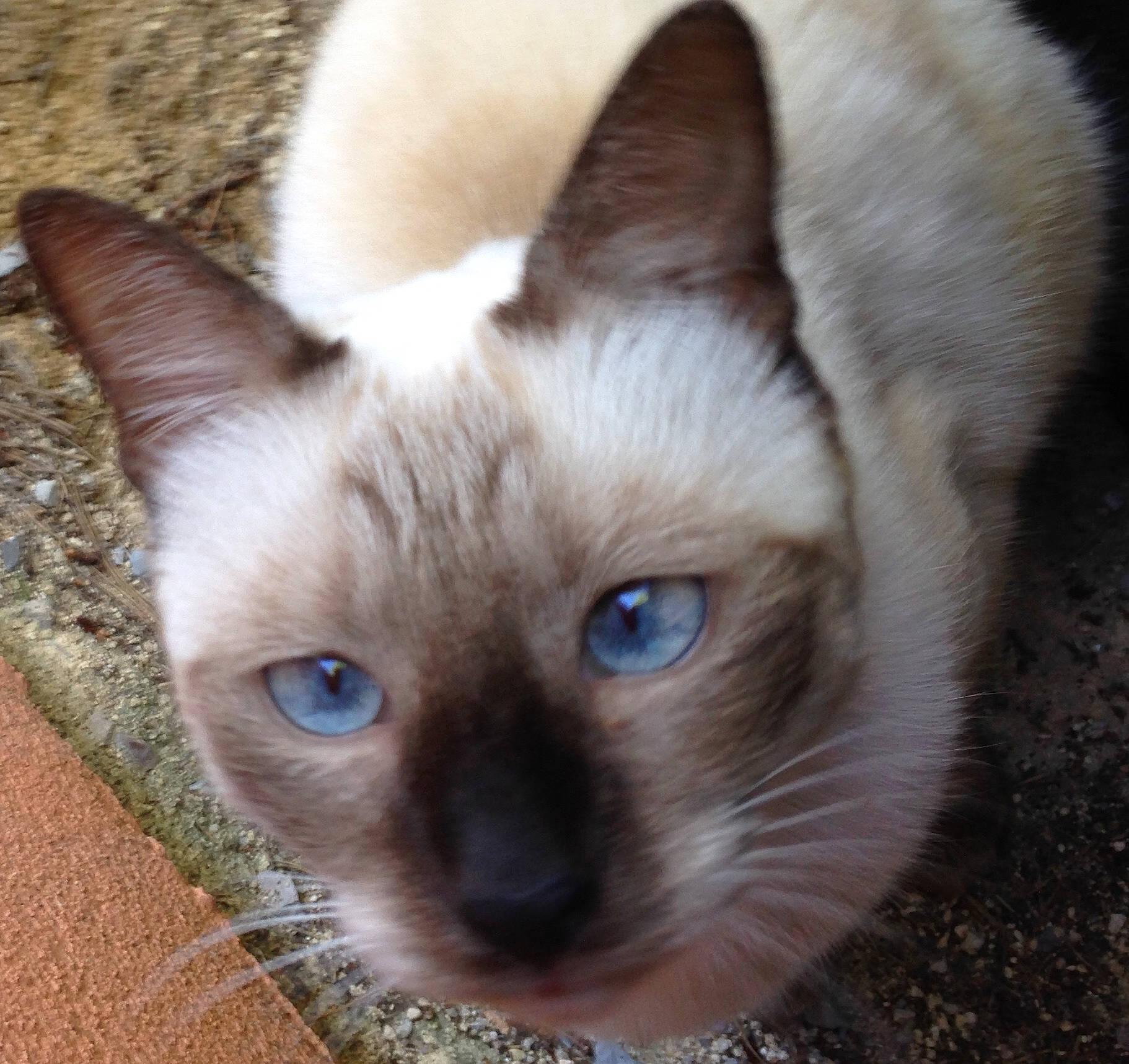Diego a rejoint le concours — aidez-le/la à gagner de superbes lots ! balinese, birman, burmese, carnivore, cat, colorpoint_shorthair, ear, eye, face, felidae, head, javanese, mammal, nose, siamese, small_to_medium_sized_cats, thai, tonkinese, vertebrate, whiskers