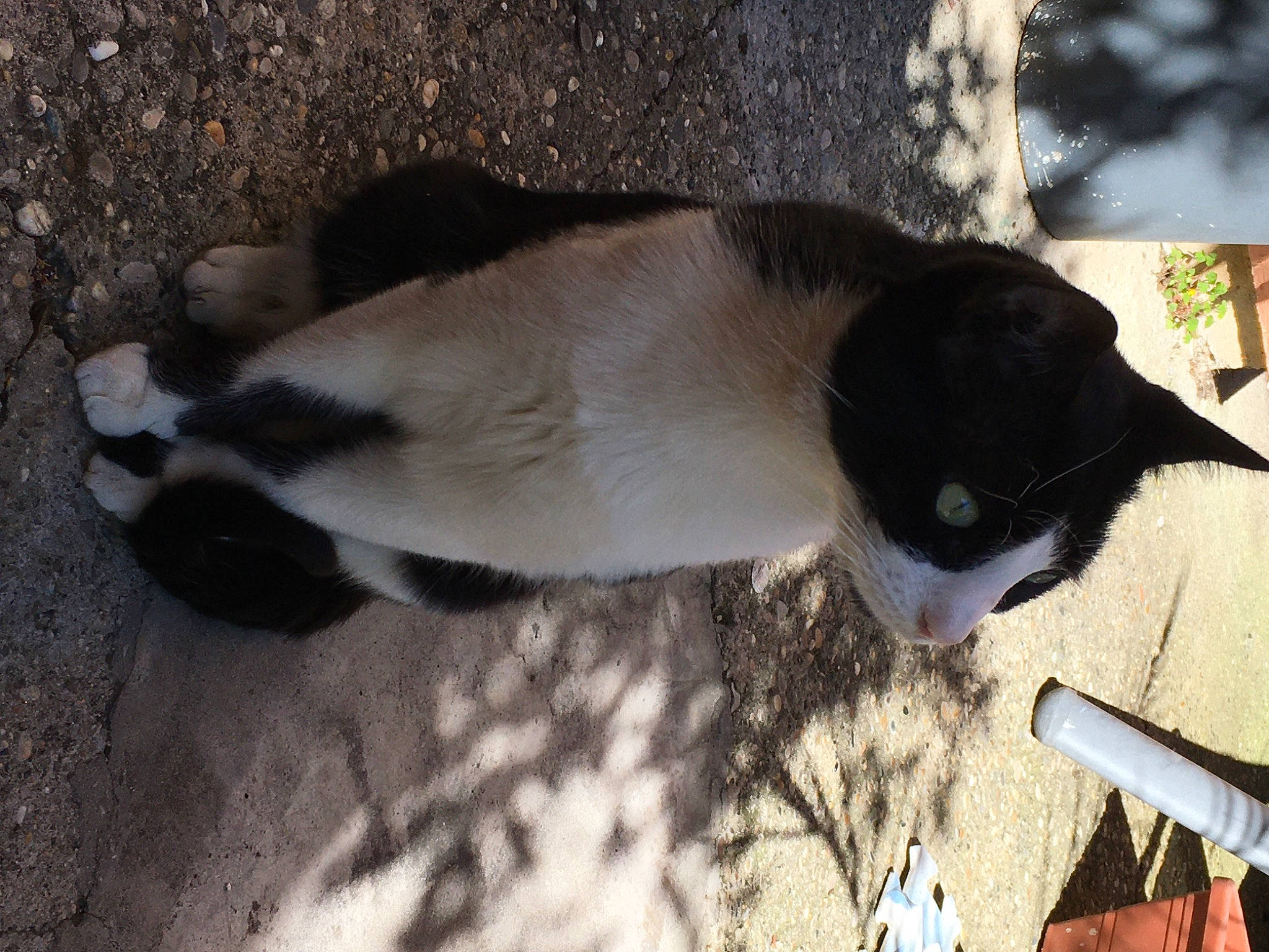 Titifigaro participe au concours pour gagner de l'argent avec cette photo : carnivore, cat, domestic_short_haired_cat, felidae, fur, grass, shadow, small_to_medium_sized_cats, tail, terrestrial_animal, tints_and_shades, whiskers, wood