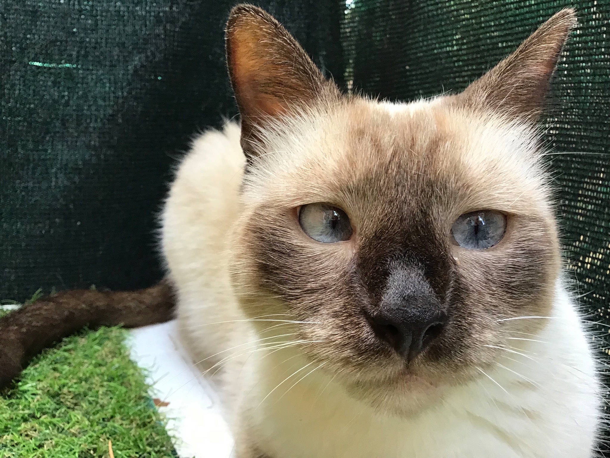 Diego participe au concours pour gagner de l'argent avec cette photo : asian, balinese, burmese, carnivore, cat, colorpoint_shorthair, eye, felidae, head, javanese, mammal, nose, siamese, sky, small_to_medium_sized_cats, snout, thai, tonkinese, vertebrate, whiskers