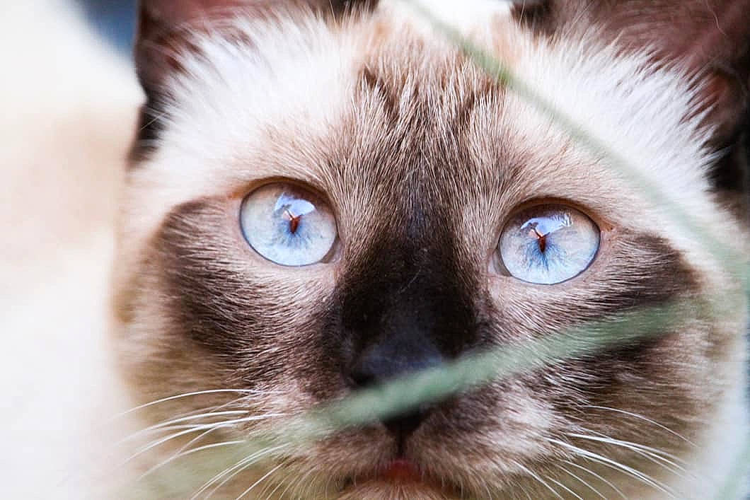 Diego participe au concours pour gagner de l'argent avec cette photo : balinese, carnivore, cat, close_up, eye, felidae, fur, himalayan, iris, mammal, nose, ojos_azules, organ, ragdoll, siamese, small_to_medium_sized_cats, snout, thai, tonkinese, whiskers