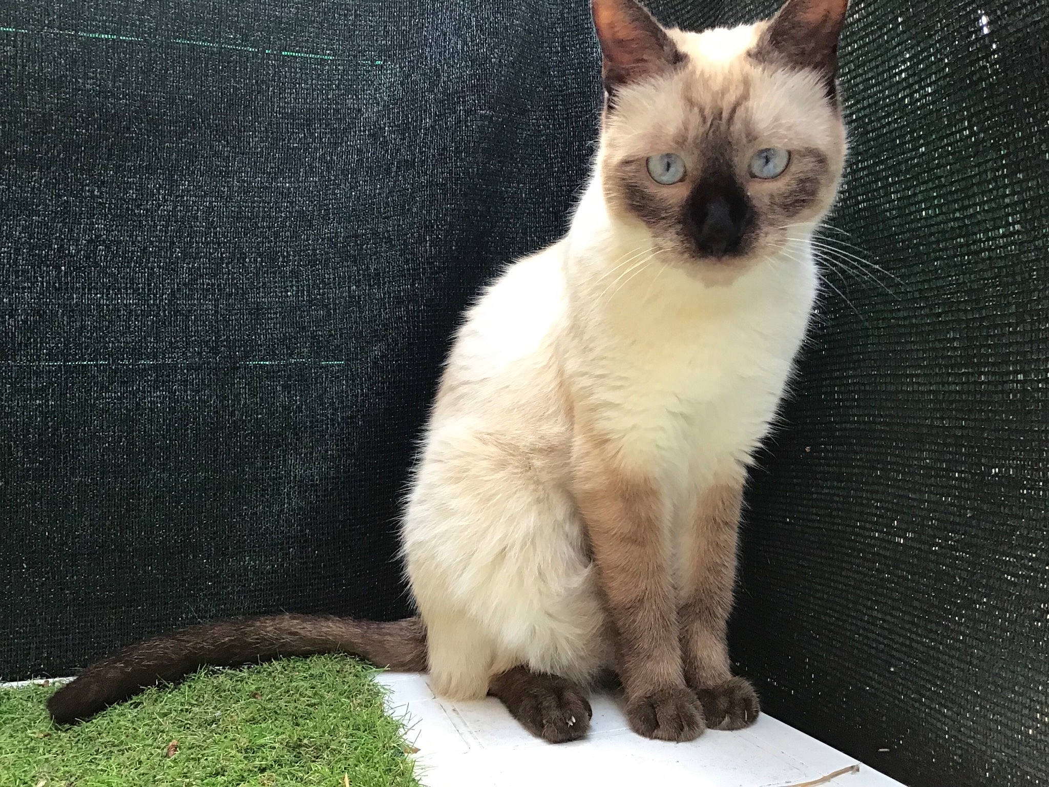 Diego participe au concours pour gagner de l'argent avec cette photo : asian, balinese, birman, carnivore, cat, colorpoint_shorthair, fawn, felidae, german_rex, himalayan, javanese, kitten, mammal, siamese, small_to_medium_sized_cats, thai, tonkinese, vertebrate, whiskers