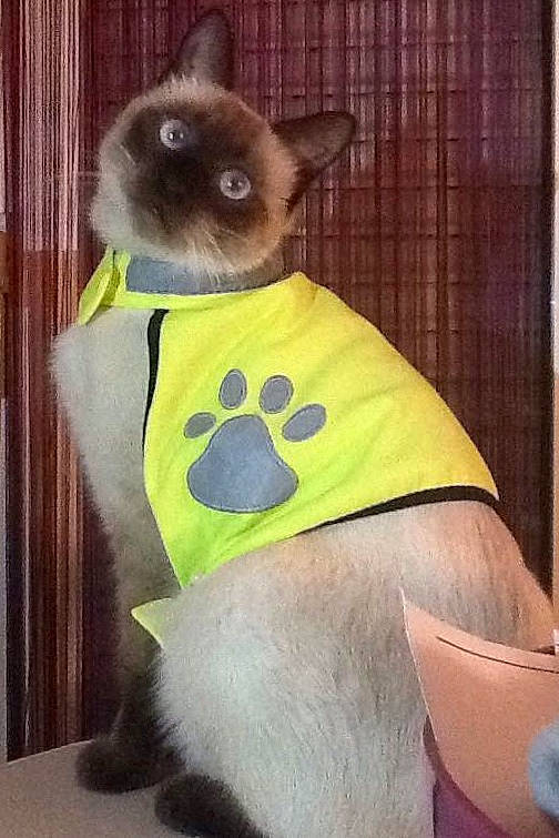 Diego participe au concours pour gagner de l'argent avec cette photo : british_shorthair, carnivore, cat, dog_clothes, fawn, felidae, himalayan, kitten, ragdoll, siamese, small_to_medium_sized_cats, tail, thai, tonkinese, whiskers, yellow