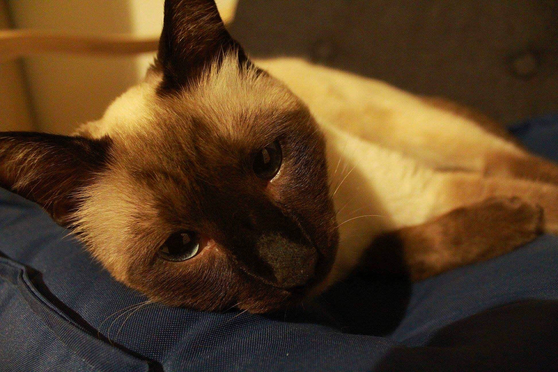 Misterdiego a rejoint le concours — aidez-le/la à gagner de superbes lots ! balinese, birman, carnivore, cat, comfort, domestic_short_haired_cat, ear, fawn, felidae, fur, siamese, small_to_medium_sized_cats, snout, whiskers