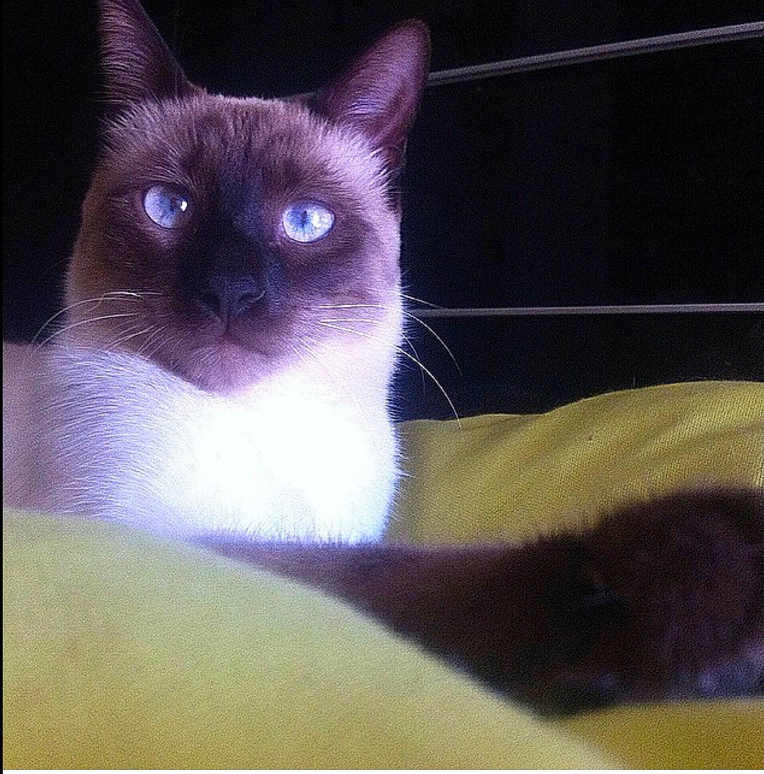 Misterdiego participe au concours pour gagner de l'argent avec cette photo : balinese, carnivore, cat, eye, fawn, felidae, fur, iris, no_expression, rectangle, siamese, small_to_medium_sized_cats, snout, terrestrial_animal, whiskers