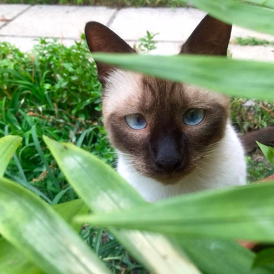 Misterdiego participe au concours pour gagner de l'argent avec cette photo : carnivore, cat, close_up, fawn, felidae, grass, iris, plant, siamese, small_to_medium_sized_cats, terrestrial_animal, terrestrial_plant, whiskers