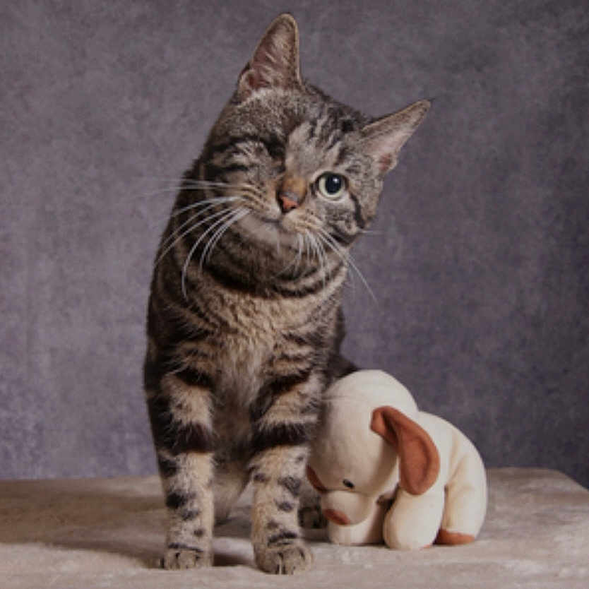 Tigrou participe au concours pour gagner de l'argent avec cette photo : abyssinian, angora, animal, blanket, canine, cat, couch, dog, egyptiancat, furniture, kitten, manx, person, pet, plush, siamese, sleeping, snout, toy