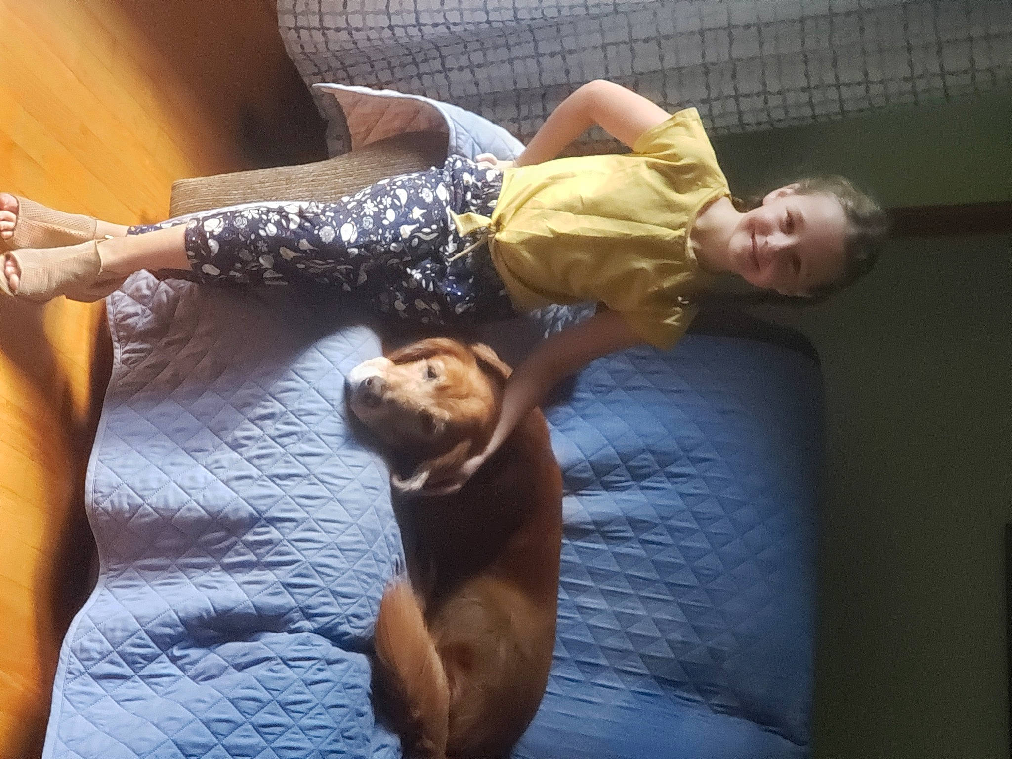 Bocephus joined the competition — help win amazing prizes! canidae, carnivore, companion_dog, dog, dog_breed, leg, muscle, rhodesian_ridgeback, sporting_group, vizsla