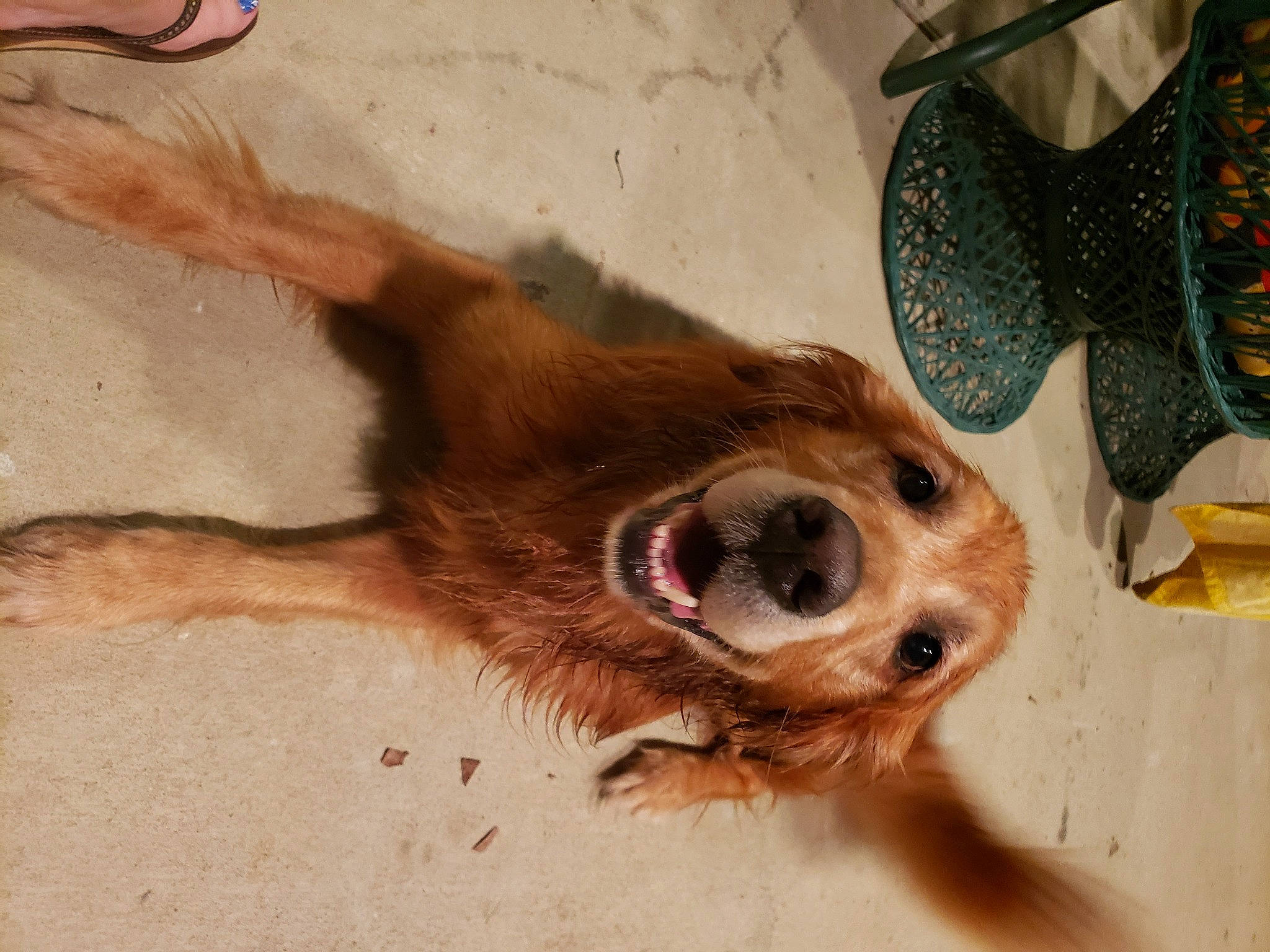 Bocephus is registered to the contest to win money with this photo: canidae, carnivore, dog, dog_breed, golden_retriever, retriever, snout, sporting_group, street_dog