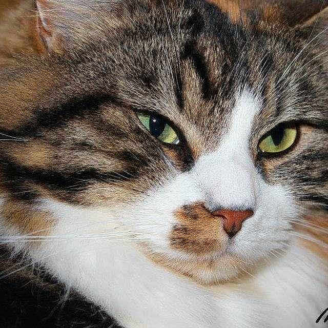 Mouche