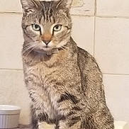 Lili participe au concours pour gagner de l'argent avec cette photo : cat, tabby, feline, pet, animal, sitting, portrait, upright, striped_fur, whiskers, ears, eyes, paws, indoors, bathroom, tiles, countertop, floral_design, collar, alert