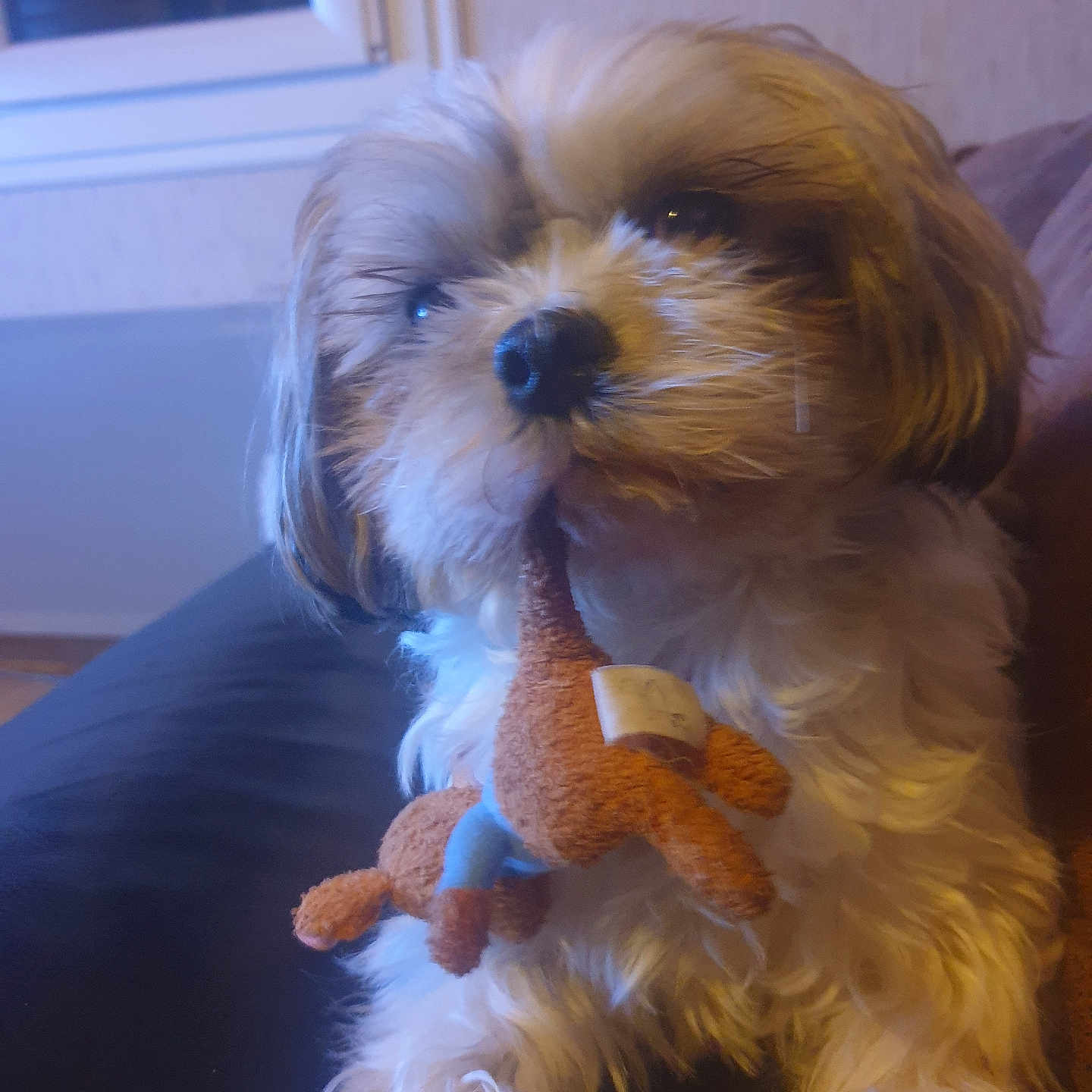 Ruby participe au concours pour gagner de l'argent avec cette photo : dog, small_dog, fluffy, long_hair, white_fur, brown_fur, toy, stuffed_toy, sitting, indoors, portrait, pet, companion_animal, black_nose, dark_eyes, couch, window, home, cozy, cute