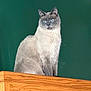 cat, siamese_cat, blue_eyes, wooden_cabinet, indoor, feline, pet, animal, green_wall, fur, sitting, portrait, looking_away, majestic, domestic_cat, whiskers, ears, closeup, household, calm