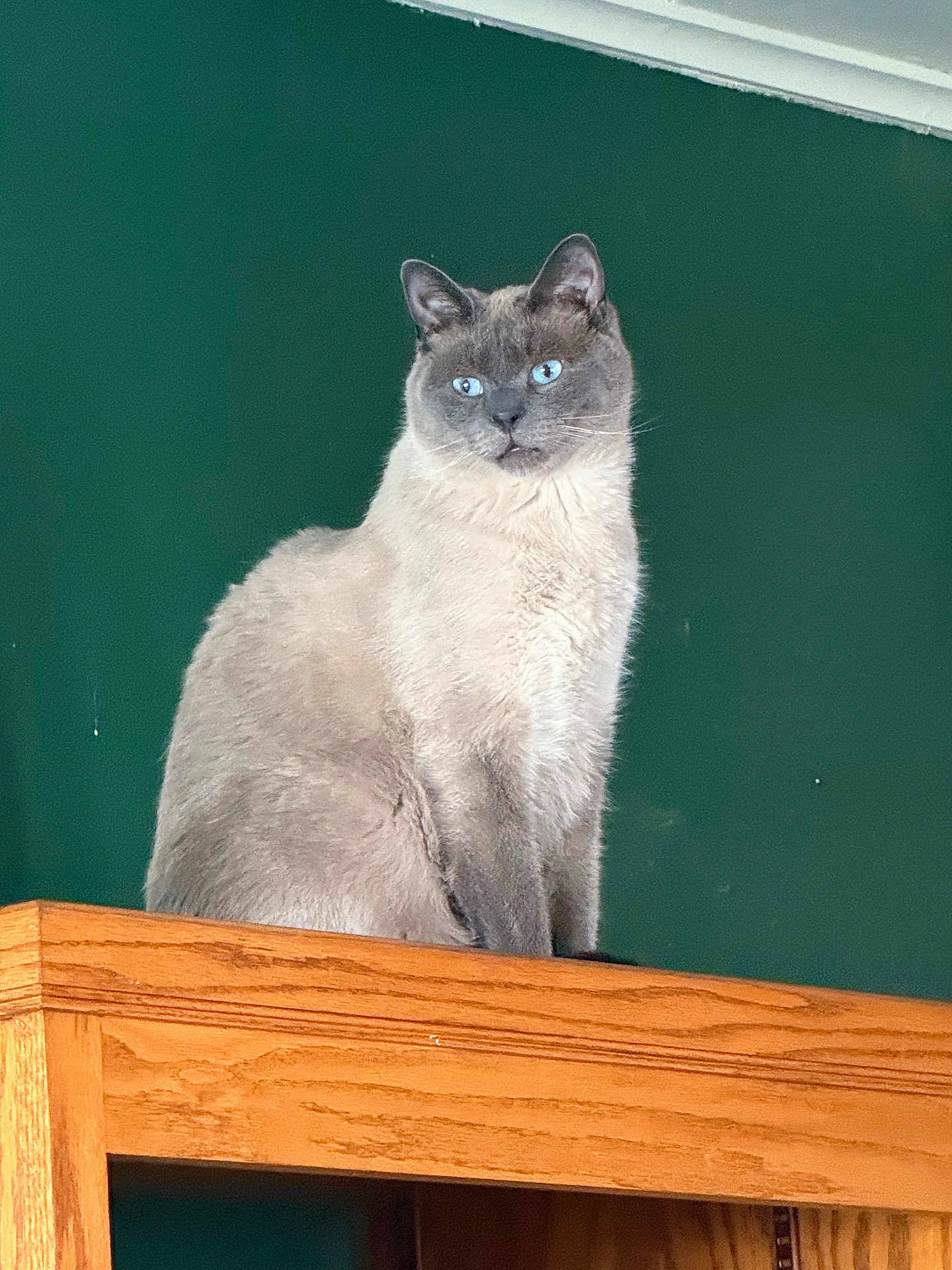 Edgar is registered to the contest to win money with this photo: cat, siamese_cat, blue_eyes, wooden_cabinet, indoor, feline, pet, animal, green_wall, fur, sitting, portrait, looking_away, majestic, domestic_cat, whiskers, ears, closeup, household, calm