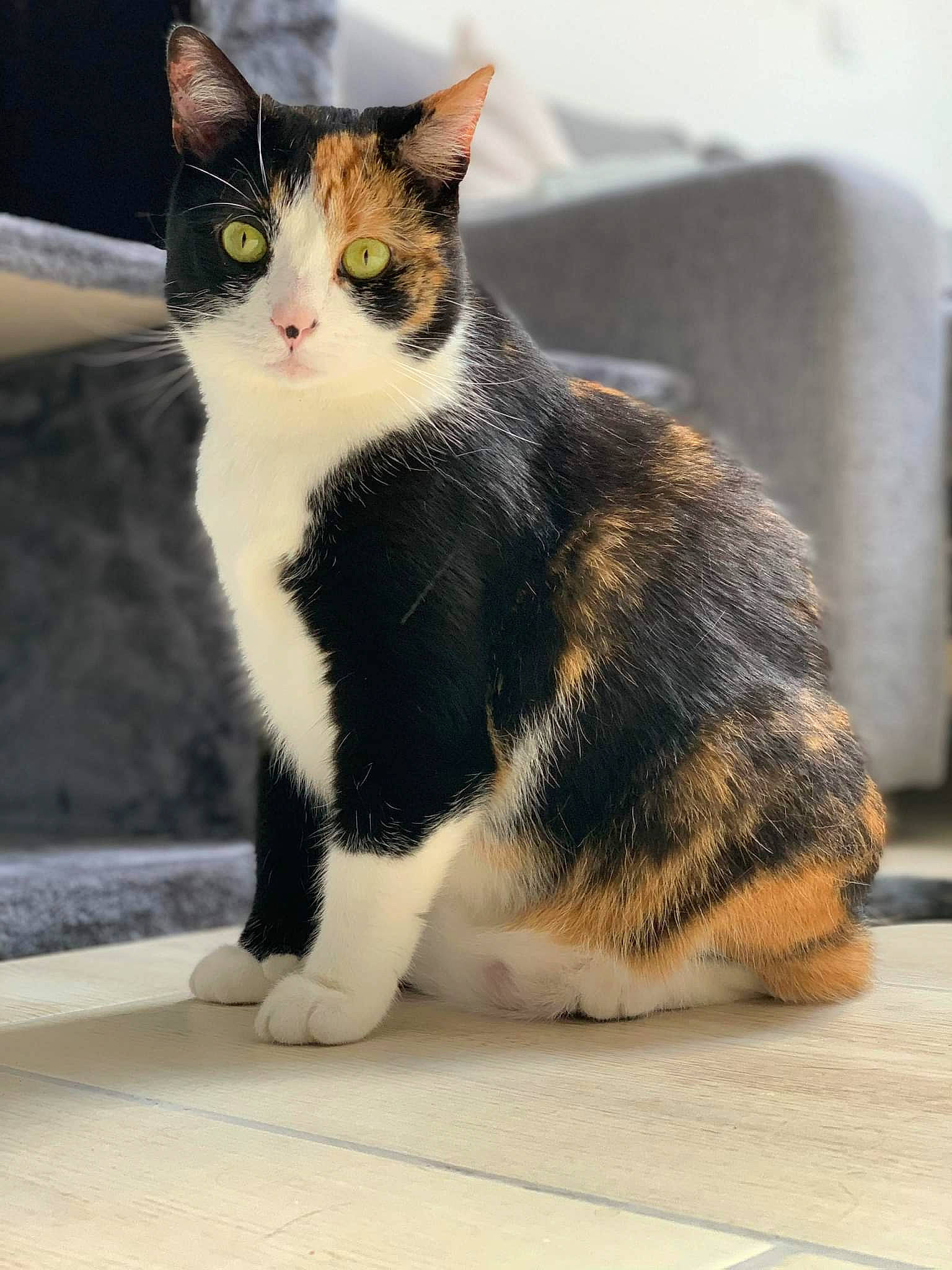 Siri participe au concours pour gagner de l'argent avec cette photo : carnivore, cat, domestic_short_haired_cat, felidae, flooring, foot, fur, paw, plant, road_surface, sitting, small_to_medium_sized_cats, snout, tail, terrestrial_animal, whiskers