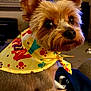 dog, small_dog, yorkshire_terrier, pet, bandana, colorful_bandana, indoors, living_room, blanket, close_up, portrait, big_eyes, perky_ears, nose, fur, sitting, cute, companion, domestic_animal, cozy