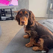 Kobe joined the competition — help win amazing prizes! puppy, dog, brown_dog, long_ears, pet, indoor, living_room, blanket, television, screen, furniture, door, floor, cute, young_dog, animal, house, home, carpet, table