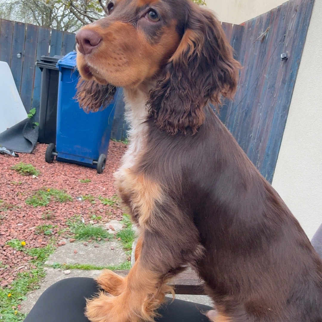 Kobe joined the competition — help win amazing prizes! dog, brown, tan, long_ears, fluffy_paws, pet, outdoor, backyard, fence, trash_bin, tree, grass, person, clothing, black_pants, cloudy_sky, sitting, animal, cute, companion