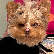 Boogotti joined the competition — help win amazing prizes! animal, black_cloth, close_up, cute, dog, domestic_animal, ears, fabric, face, fluffy, fur, indoor, looking, mammal, nose, person, pet, pink_shirt, portrait, quilt