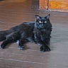 Thunder is registered to the contest to win money with this photo: animal, black_cat, cat, cute, domestic_cat, door, doorframe, feline, floorboards, fur, home, indoor, looking_at_camera, pet, quiet, relaxing, resting, whiskers, wooden_floor, yellow_eyes