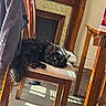 Thunder is registered to the contest to win money with this photo: black_cat, carpet, cat, chair, cozy, cushion, feline, fireplace, floor, fur, home, indoor, pet, relaxing, resting, shadow, sunlight, table, window_light, wooden_furniture