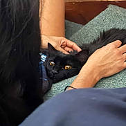 Thunder joined the competition — help win amazing prizes! animal, black_cat, bond, candid, carpet, cat, closeup, comfort, domestic_cat, feline, furry, human_hand, indoor, person, pet, relaxation, resting, touching, warmth, yellow_eyes