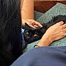 animal, black_cat, bond, candid, carpet, cat, closeup, comfort, domestic_cat, feline, furry, human_hand, indoor, person, pet, relaxation, resting, touching, warmth, yellow_eyes