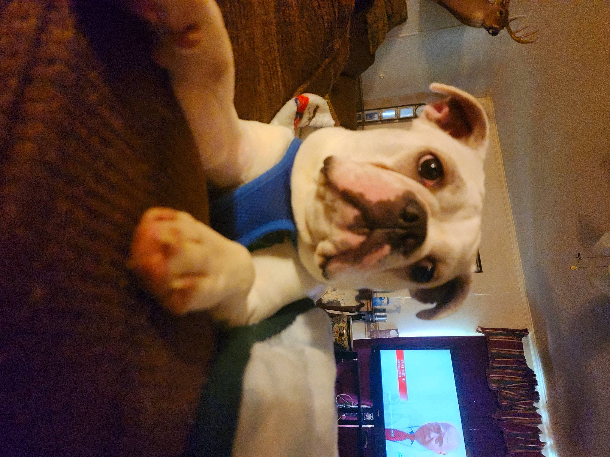 Toby joined the competition — help win amazing prizes! canidae, carnivore, collar, communication_device, companion_dog, dog, dog_breed, dog_collar, ear, eyewear, fun, fur, machine, non_sporting_group, selfie, sporting_group, working_animal