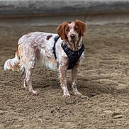 Oda a rejoint le concours — aidez-le/la à gagner de superbes lots ! alert, animal, background_blur, brown_and_white, canine, close_up, companion, dog, domestic_animal, ears, four_legs, fur, harness, looking, muzzle, outdoor, pet, sand, standing, tail