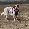 alert, animal, background_blur, brown_and_white, canine, close_up, companion, dog, domestic_animal, ears, four_legs, fur, harness, looking, muzzle, outdoor, pet, sand, standing, tail