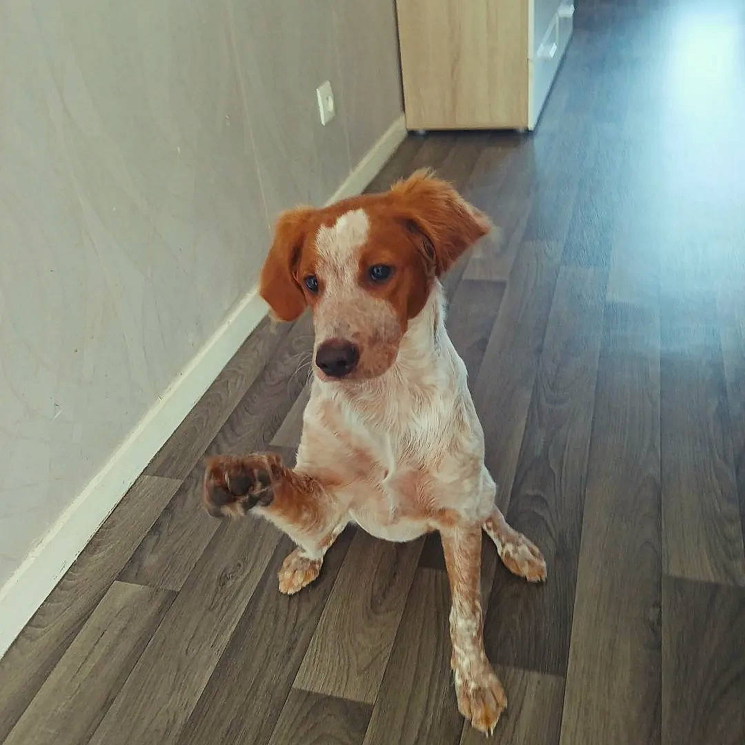 Oda participe au concours pour gagner de l'argent avec cette photo : carnivore, companion_dog, dog, dog_breed, fawn, floor, flooring, hardwood, hound, laminate_flooring, liver, pet_supply, plank, snout, tail, varnish, wood, wood_flooring, wood_stain, working_animal