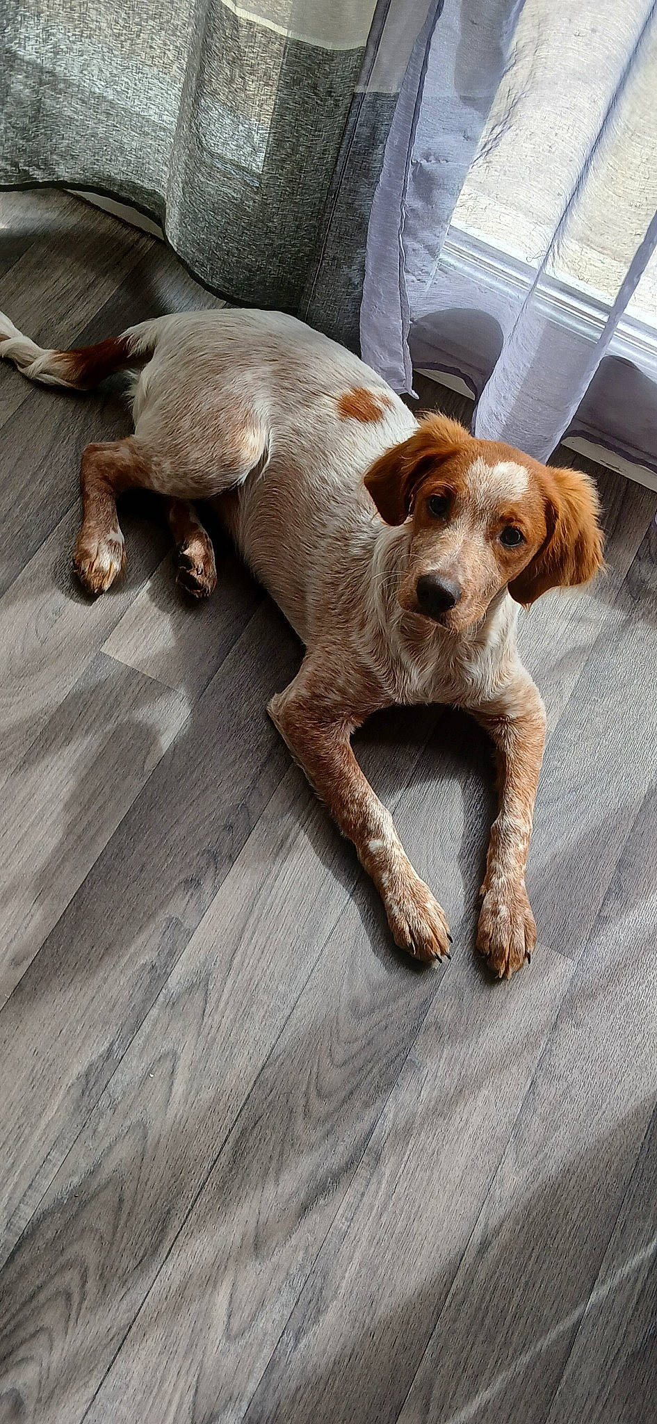 Oda participe au concours pour gagner de l'argent avec cette photo : canidae, carnivore, comfort, companion_dog, dog, dog_breed, fawn, flooring, hardwood, hound, hunting_dog, liver, pet_supply, scent_hound, snout, sporting_group, tail, terrestrial_animal, wood, working_animal