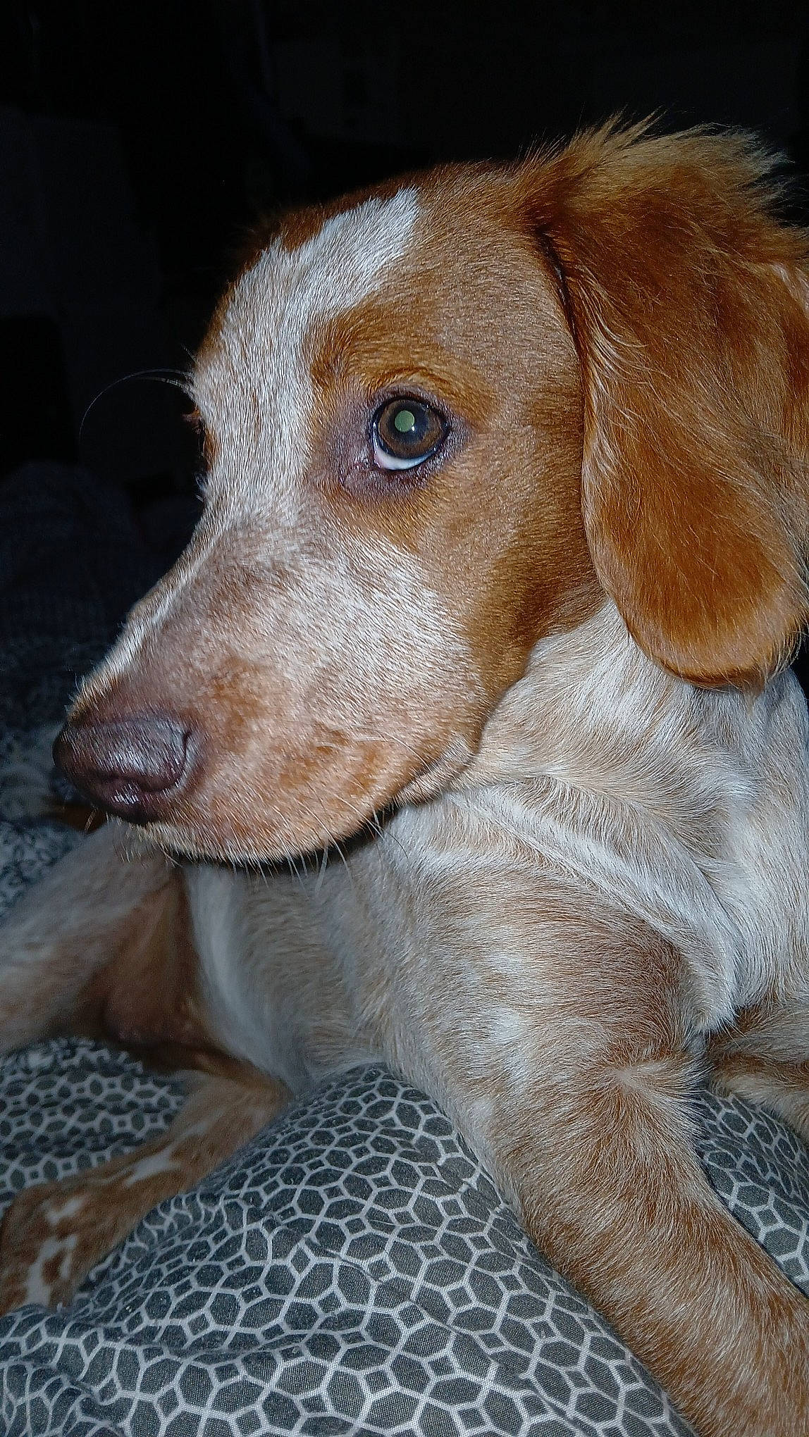 Oda a rejoint le concours — aidez-le/la à gagner de superbes lots ! canidae, carnivore, companion_dog, dog, dog_breed, ear, fawn, fur, gun_dog, hunting_dog, liver, pet_supply, snout, sporting_group, terrestrial_animal, whiskers, working_animal