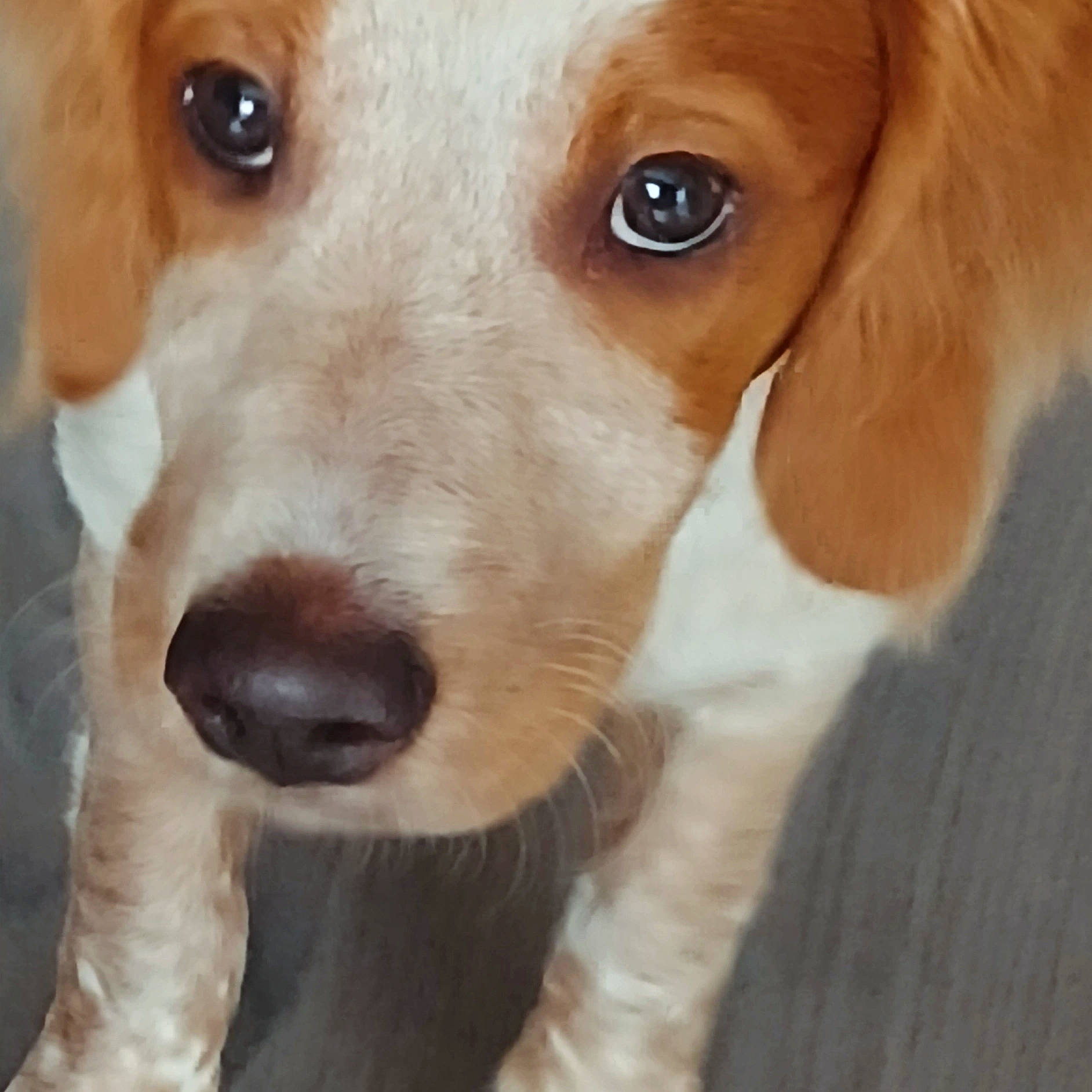 Oda a rejoint le concours — aidez-le/la à gagner de superbes lots ! canidae, carnivore, collar, companion_dog, dog, dog_breed, ear, fawn, fur, hunting_dog, liver, pet_supply, photography, snout, sporting_group, terrestrial_animal, whiskers, white, wood, working_animal