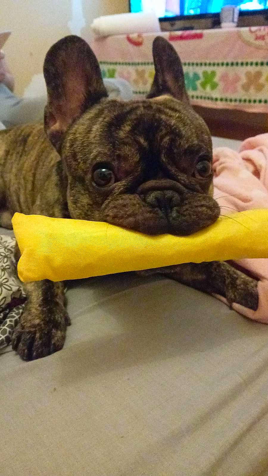 Aïko a rejoint le concours — aidez-le/la à gagner de superbes lots ! bulldog, canidae, carnivore, comfort, companion_dog, dog, dog_breed, ear, fawn, french_bulldog, fur, grass, molosser, snout, sporting_group, terrestrial_animal, toy_dog, whiskers, working_animal, wrinkle