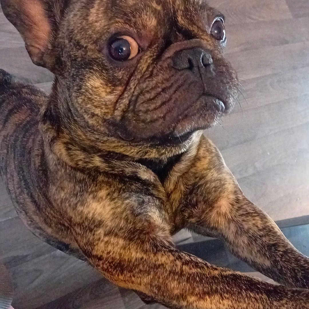 Aïko