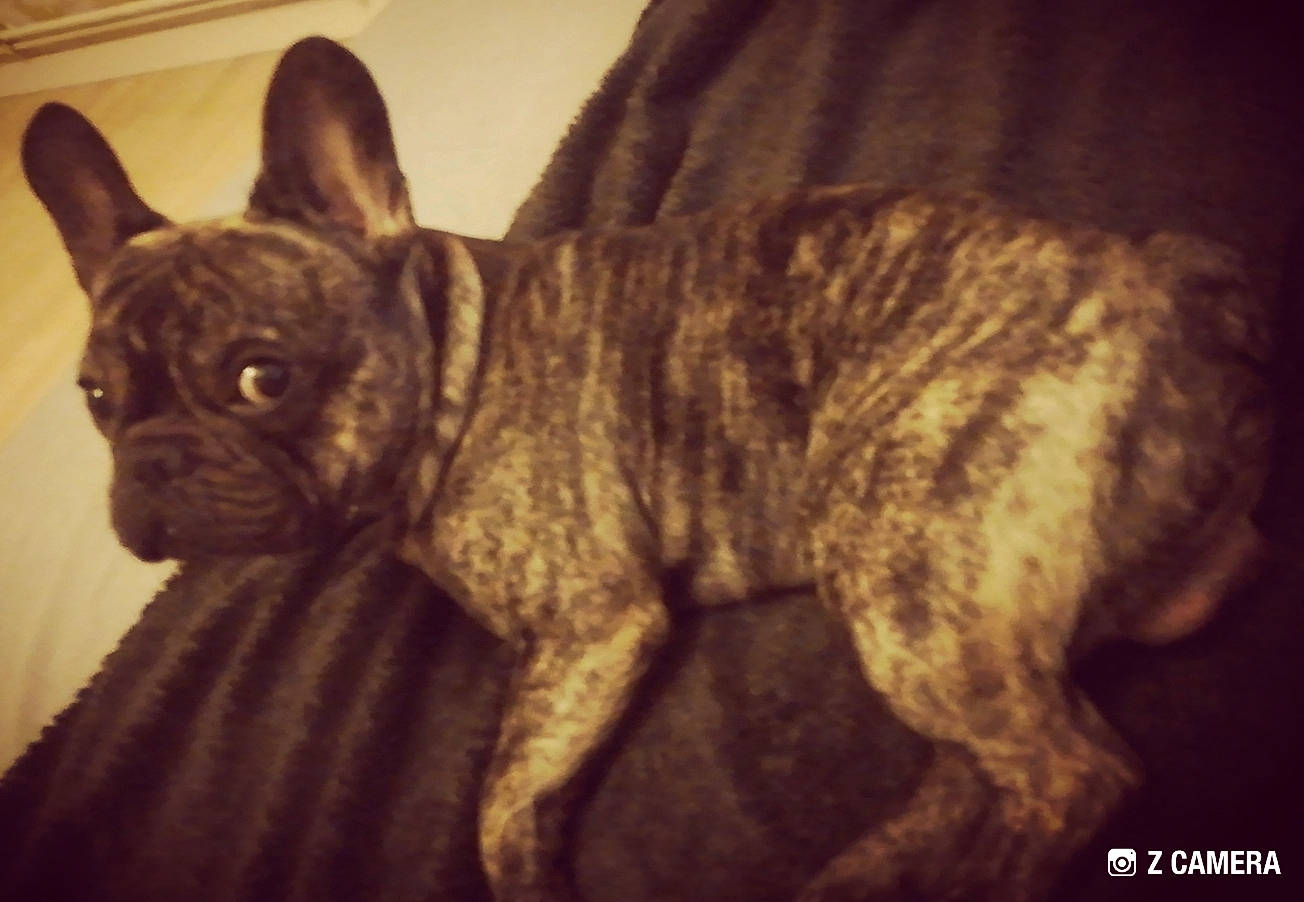 Aïko a rejoint le concours — aidez-le/la à gagner de superbes lots ! bulldog, canidae, carnivore, companion_dog, darkness, dog, dog_breed, ear, fawn, felidae, french_bulldog, pug, snout, sporting_group, terrestrial_animal, toy_dog, whiskers, window, working_animal, wrinkle