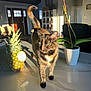 cat, tortoiseshell_cat, pineapple, potted_plant, marble_countertop, sunlight, indoor, kitchen, plant_pot, green_leaves, tail_up, feline, pet, domestic_animal, houseplant, shadow, natural_light, door, window, furniture