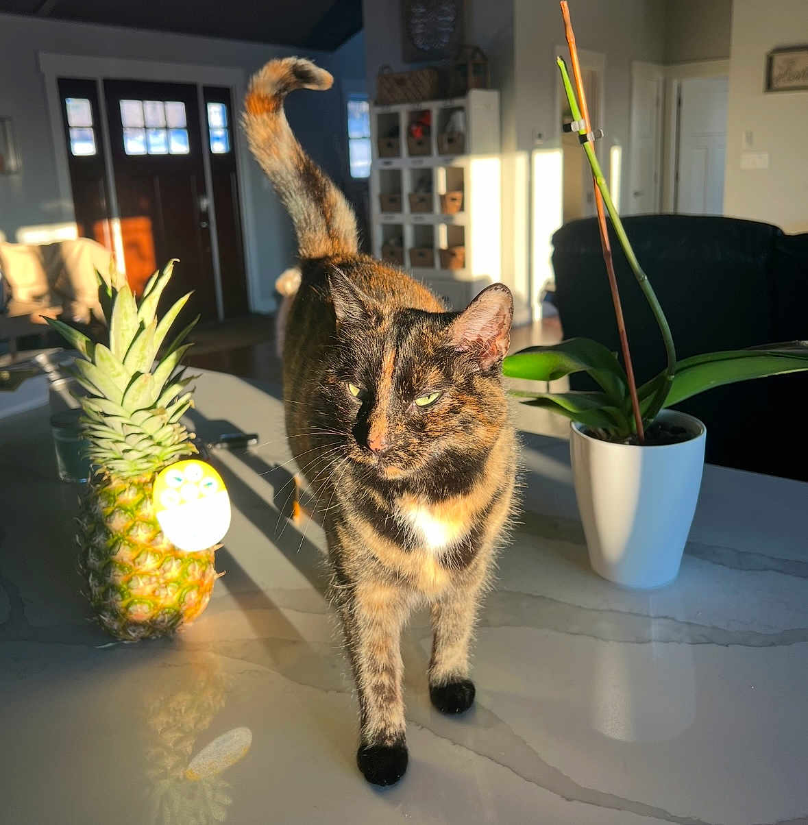 Coco