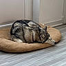 Vaiana participe au concours pour gagner de l'argent avec cette photo : dog, husky, sleeping, bed, pet, animal, indoor, floor, resting, fur, collar, cozy, quiet, calm, home, domestic, relaxation, side_view, paw, muzzle
