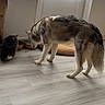 Vaiana participe au concours pour gagner de l'argent avec cette photo : dog, cat, indoor, floor, food_bowls, window, curtains, pet, animal, light, daylight, fur, domestic, quiet, cozy, wooden_floor, feeding, side_view, companion, home