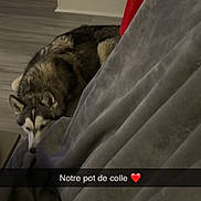 Vaiana a rejoint le concours — aidez-le/la à gagner de superbes lots ! dog, husky, indoor, floor, blanket, couch, red_cushion, resting, pet, cozy, dim_lighting, wooden_floor, quiet, fur, canine, home, relaxing, animal, sleeping, text_overlay