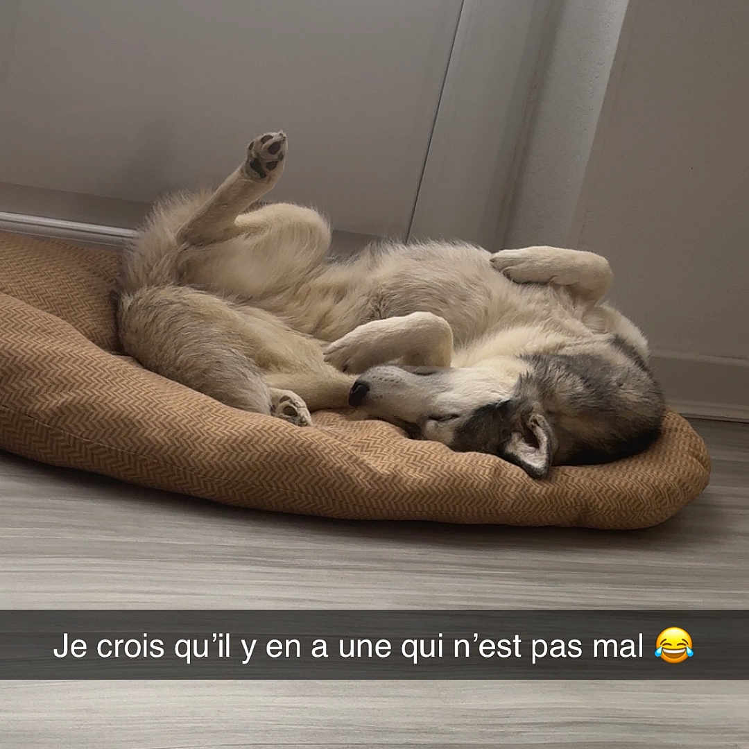 Vaiana participe au concours pour gagner de l'argent avec cette photo : dog, lying_down, pet_bed, indoor, window, floor, relaxed, canine, fur, sleeping, paw, domestic_animal, cozy, resting, home, natural_light, white_wall, brown_bed, cute, animal