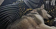 Vaiana a rejoint le concours — aidez-le/la à gagner de superbes lots ! dog, husky, sleeping, bed, blanket, indoor, resting, fur, paw, canine, patterned_bedding, furniture, dresser, floor, cozy, animal, pet, relaxation, quiet, home