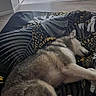 dog, husky, sleeping, bed, blanket, indoor, resting, fur, paw, canine, patterned_bedding, furniture, dresser, floor, cozy, animal, pet, relaxation, quiet, home
