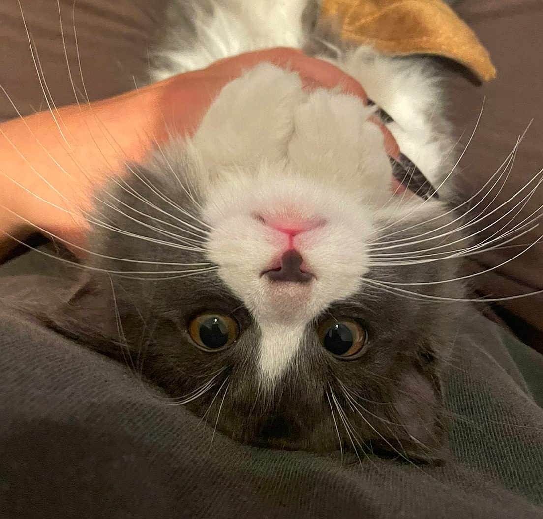 Nigel