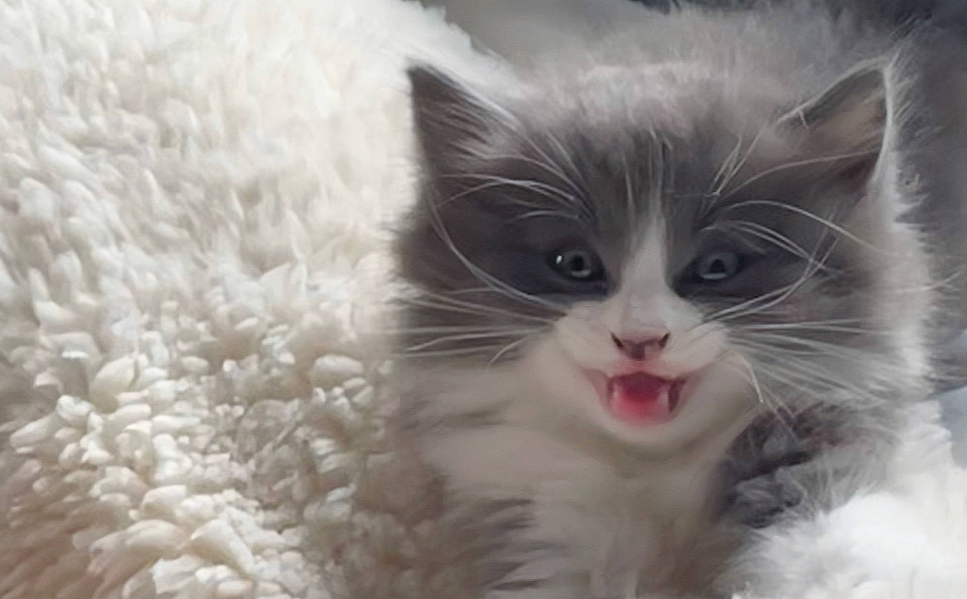 Nigel is registered to the contest to win money with this photo: adorable, animal, blanket, cat, closeup, cozy, cute, face, feline, fluffy, fur, gray, indoor, kitten, pet, small, soft, whiskers, white, young