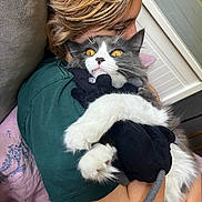 Nigel joined the competition — help win amazing prizes! bed, cat, close_up, comfort, cuddle, feline, fur, golden_eyes, gray_and_white_cat, green_shirt, home, hug, indoor, person, pet, pillow, plush_toy, relaxed, soft_texture, whiskers