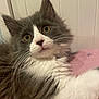 Nigel joined the competition — help win amazing prizes! animal, bed, blanket, cat, closeup, curious, cute, domestic, feline, fluffy, fur, gray, indoor, kitten, paw, pet, portrait, whiskers, white, young